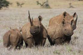 What Is A Group Of Rhinos Called 114